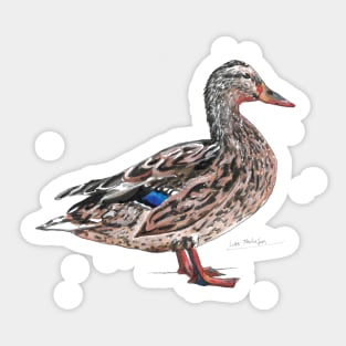 Mallard Duck - Female Sticker